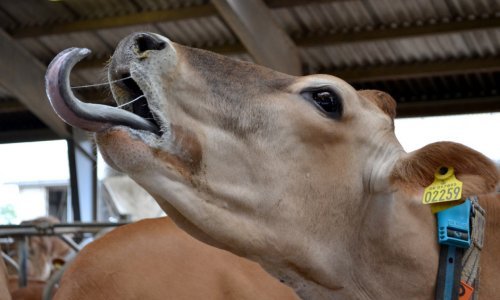 Ulotka informacyjna dot. choroby niebieskiego języka.