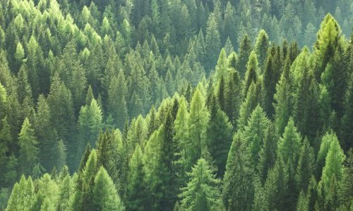 Bezpłatne szkolenie dla właścicieli lasów prywatnych