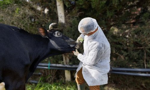 INFORMACJA GŁÓWNEGO LEKARZA WETERYNARII DLA POSIADACZY BYDŁA, OWIEC, KOZ, ŚWIŃ ORAZ INNYCH ZWIERZĄT PARZYSTOKOPYTNYCH NA TEMAT PRYSZCZYCY