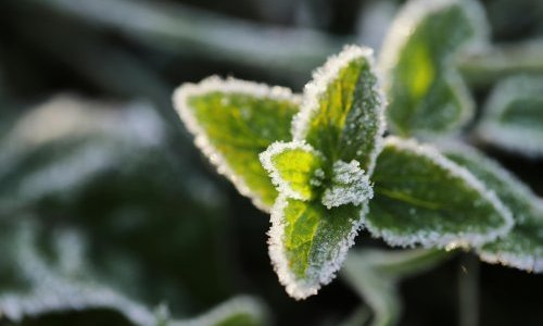 Przymrozki wiosenne – składanie wniosków o szacowanie strat