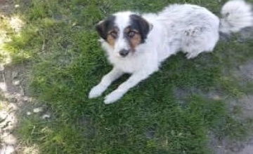 Urząd Gminy Rokitno poszukuje właściciela psa znalezionego w Cieleśnicy-Pałac.