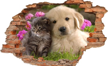 Programu opieki nad zwierzętami bezdomnymi oraz zapobiegania bezdomności zwierząt na terenie Gminy Rokitno w 2022 roku